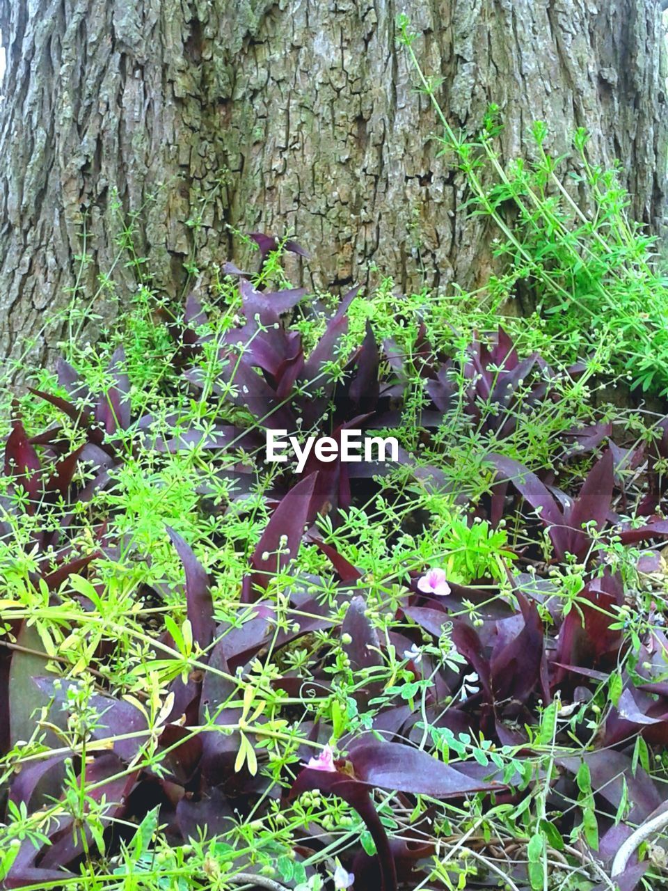 PLANTS GROWING ON FIELD