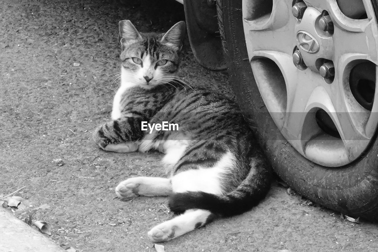 animal themes, animal, cat, mammal, pet, domestic animals, domestic cat, feline, one animal, whiskers, black and white, relaxation, no people, felidae, carnivore, wheel, looking at camera, portrait, monochrome, black, small to medium-sized cats, vehicle, monochrome photography, transportation, high angle view, day, tire, white, sitting, lying down, kitten