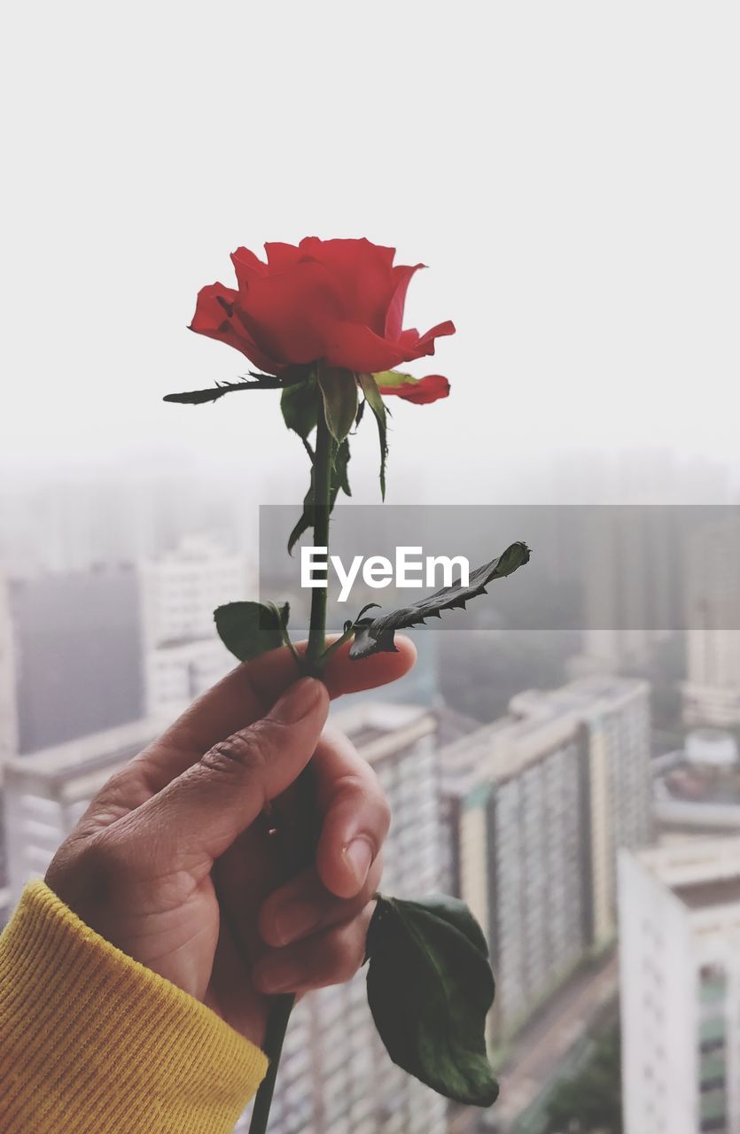 Cropped hand of woman holding flower