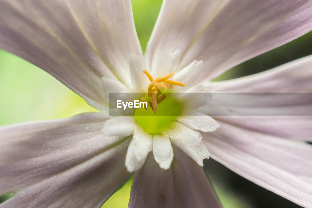 Close-up of white flower