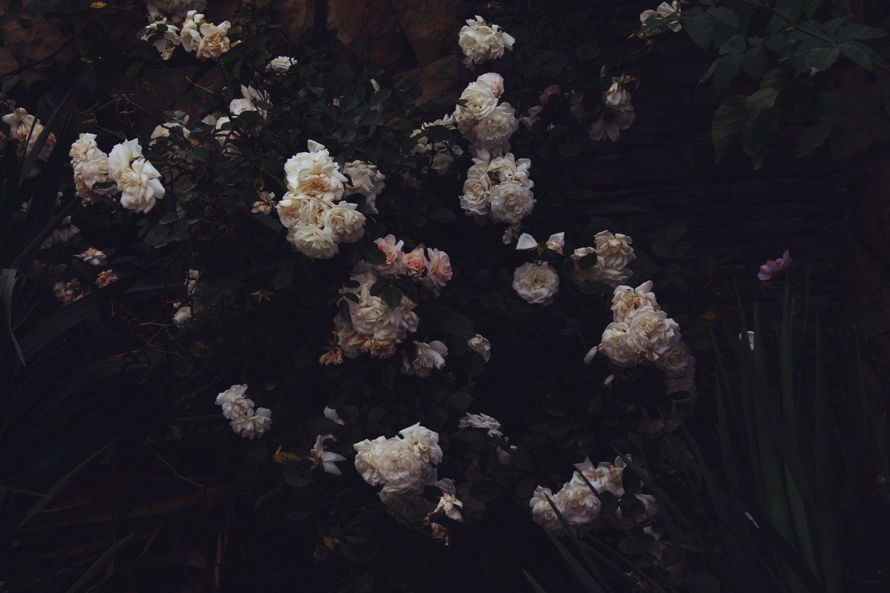 FLOWERS GROWING ON PLANT