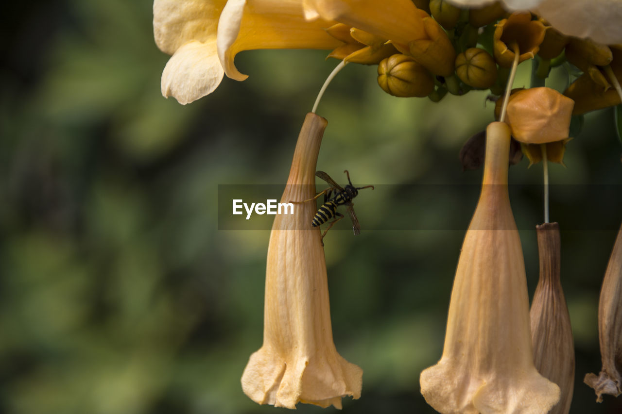 CLOSE-UP OF INSECT ON RED FLOWER