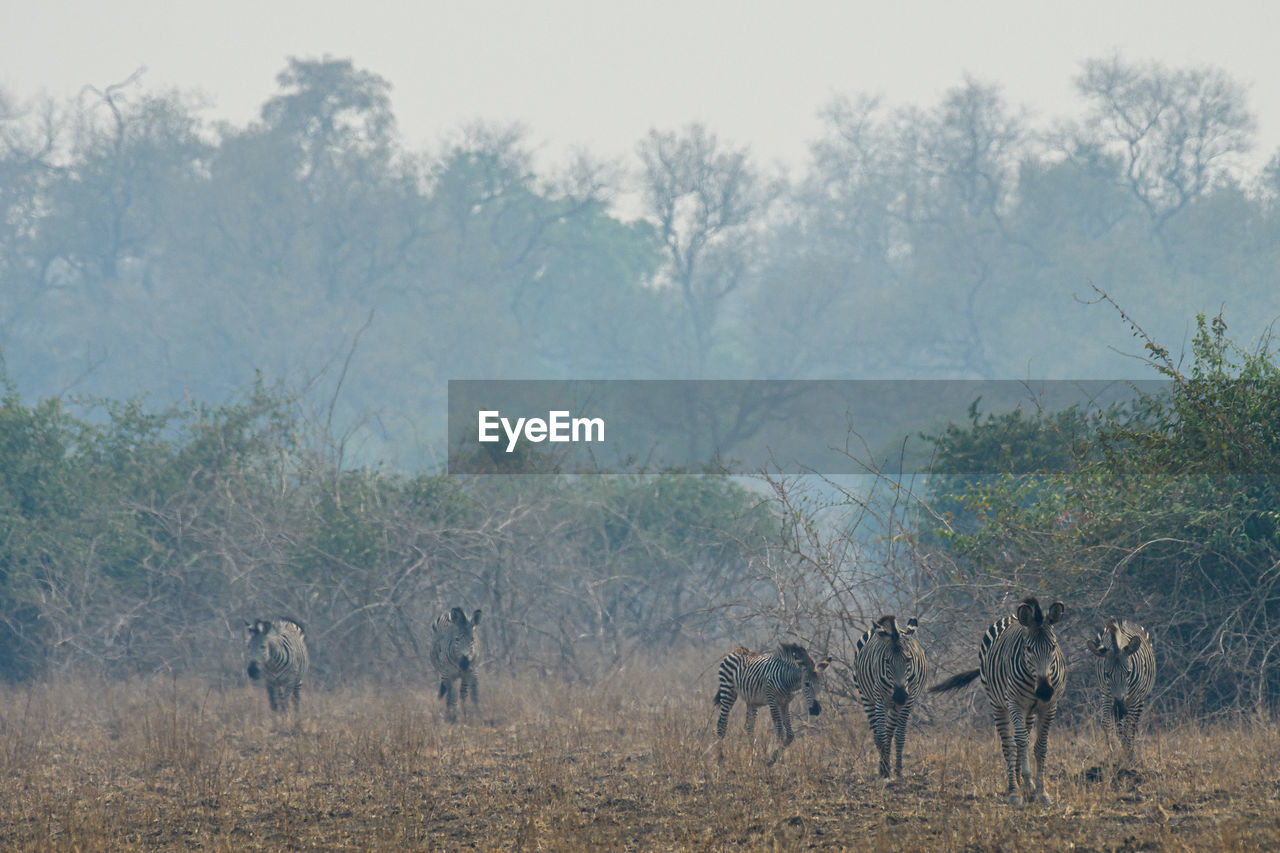 Zebras in the bush 