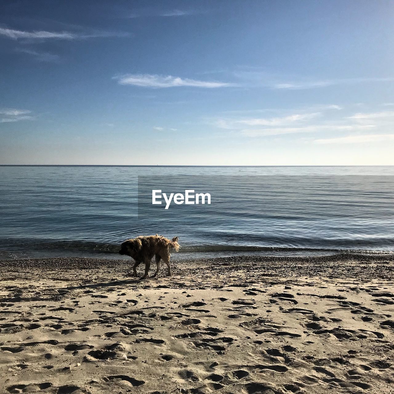 DOG ON BEACH