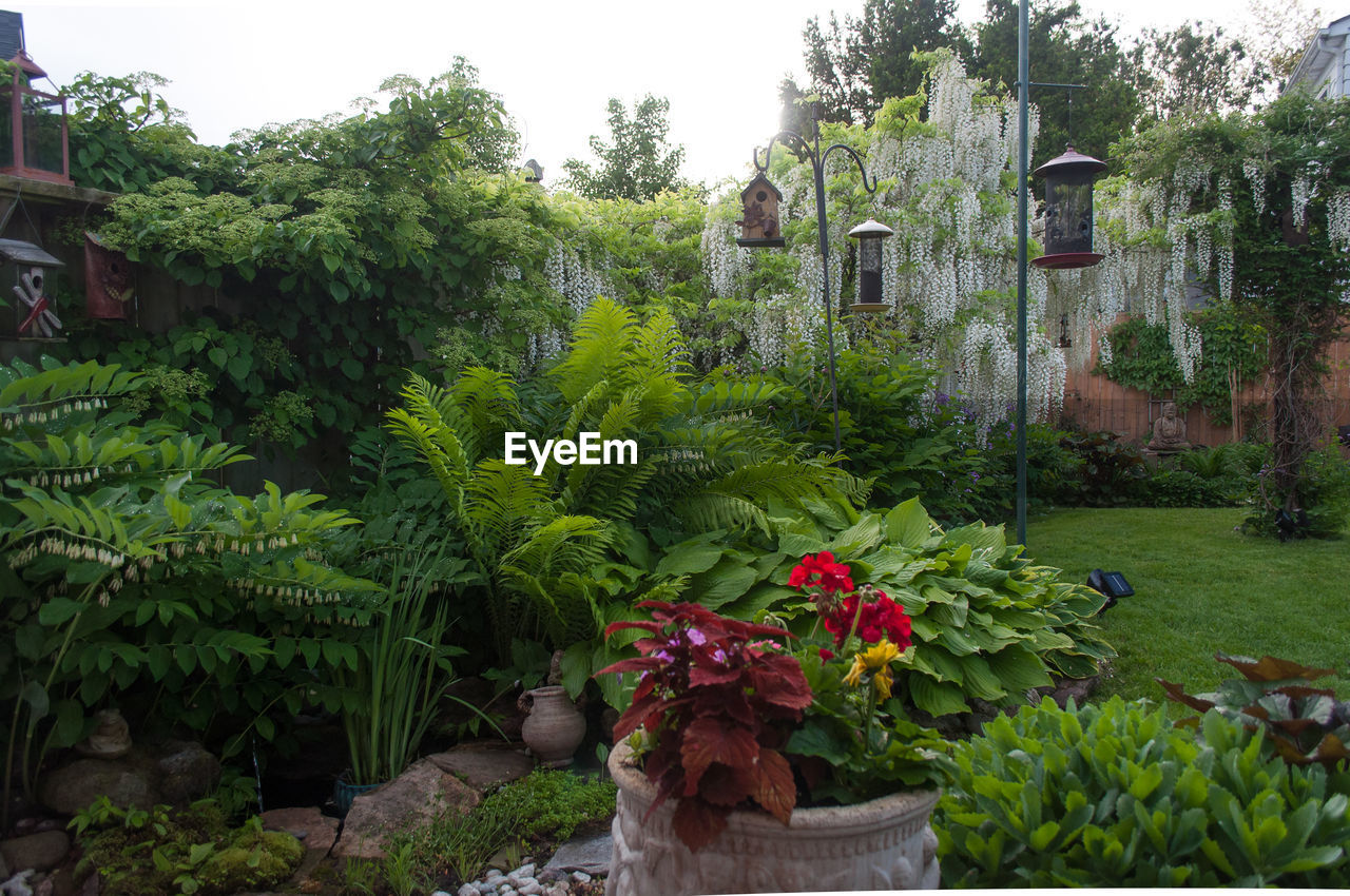 FLOWERING PLANTS AND TREES IN GARDEN AGAINST BUILDING