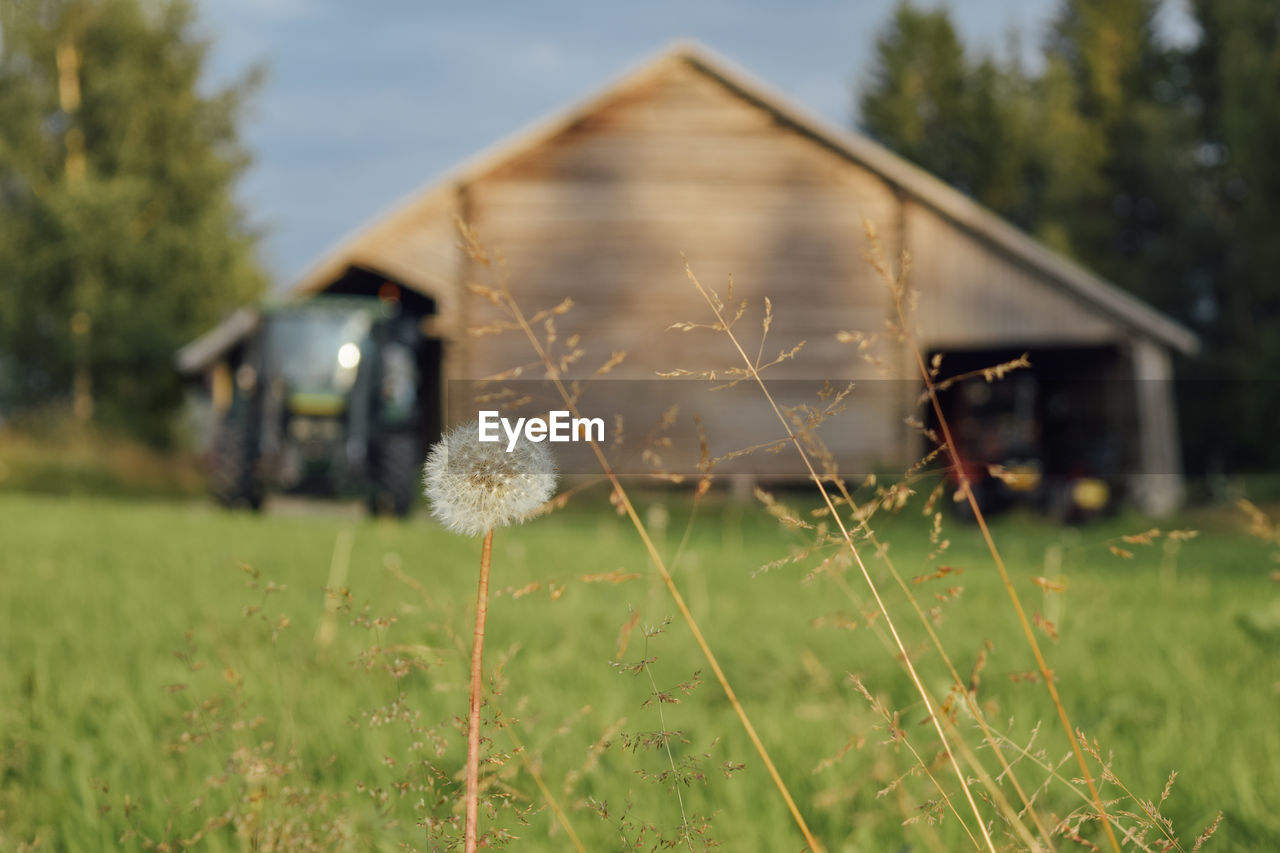 Grass on field by barn