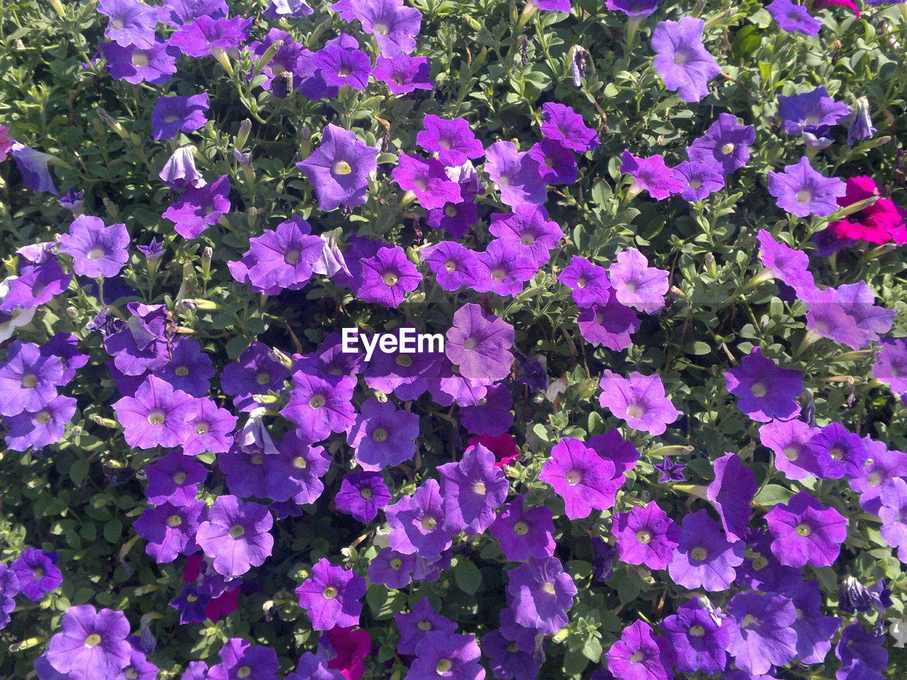 FULL FRAME SHOT OF PURPLE FLOWERS