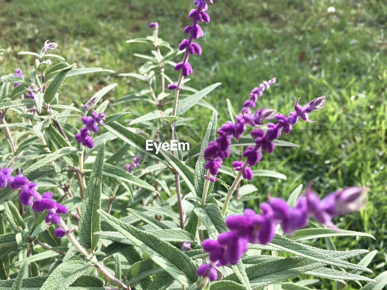 CLOSE-UP OF PURPLE FLOWERING PLANTS AGAINST BLURRED BACKGROUND