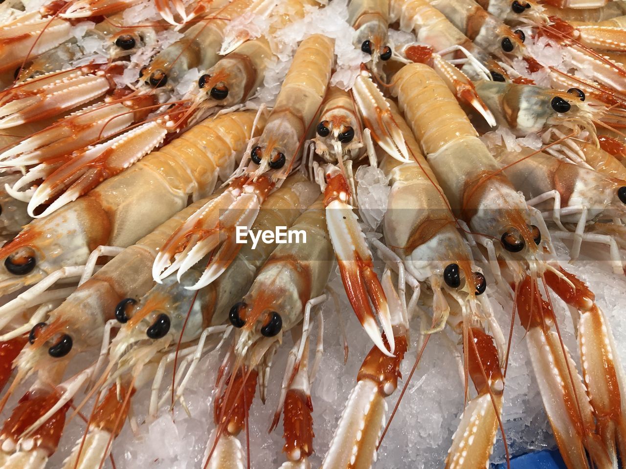 High angle view of fish for sale in market