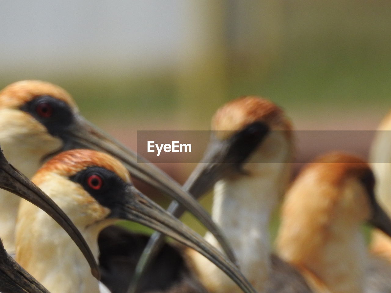 CLOSE-UP OF TWO BIRDS