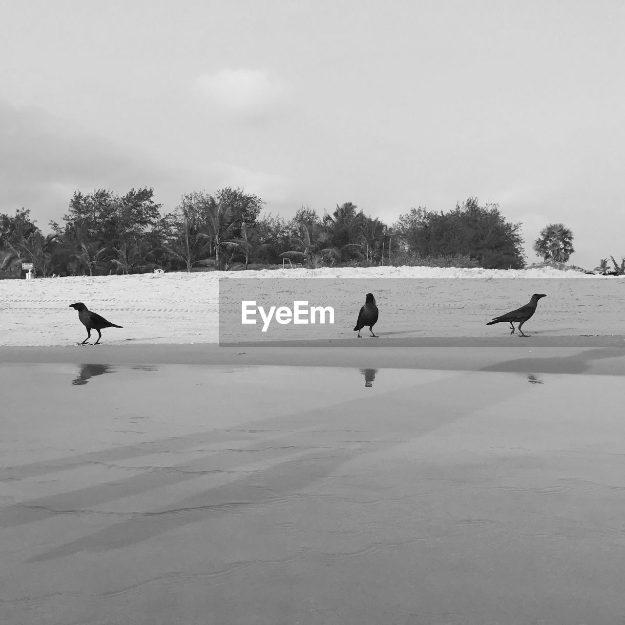 Birds perching at beach against sky