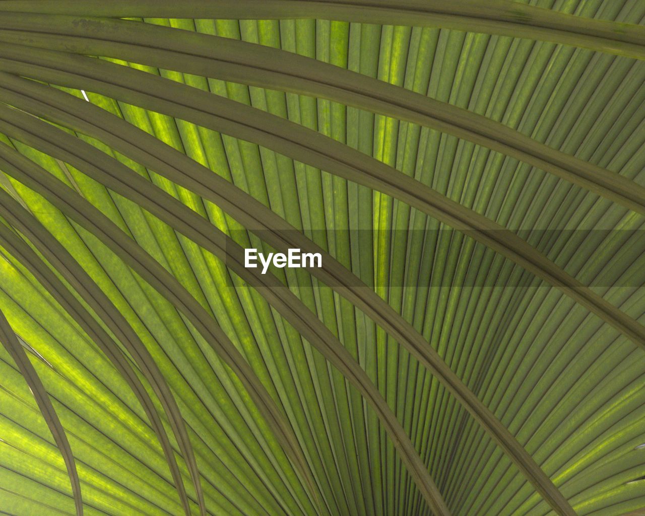 Full frame shot of palm leaves