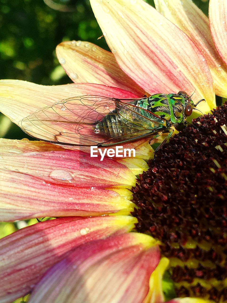 Close-up of insect pollinating on flower