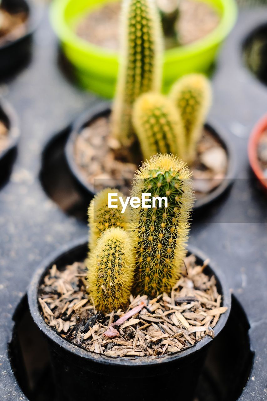 High angle view of succulent plant in pot