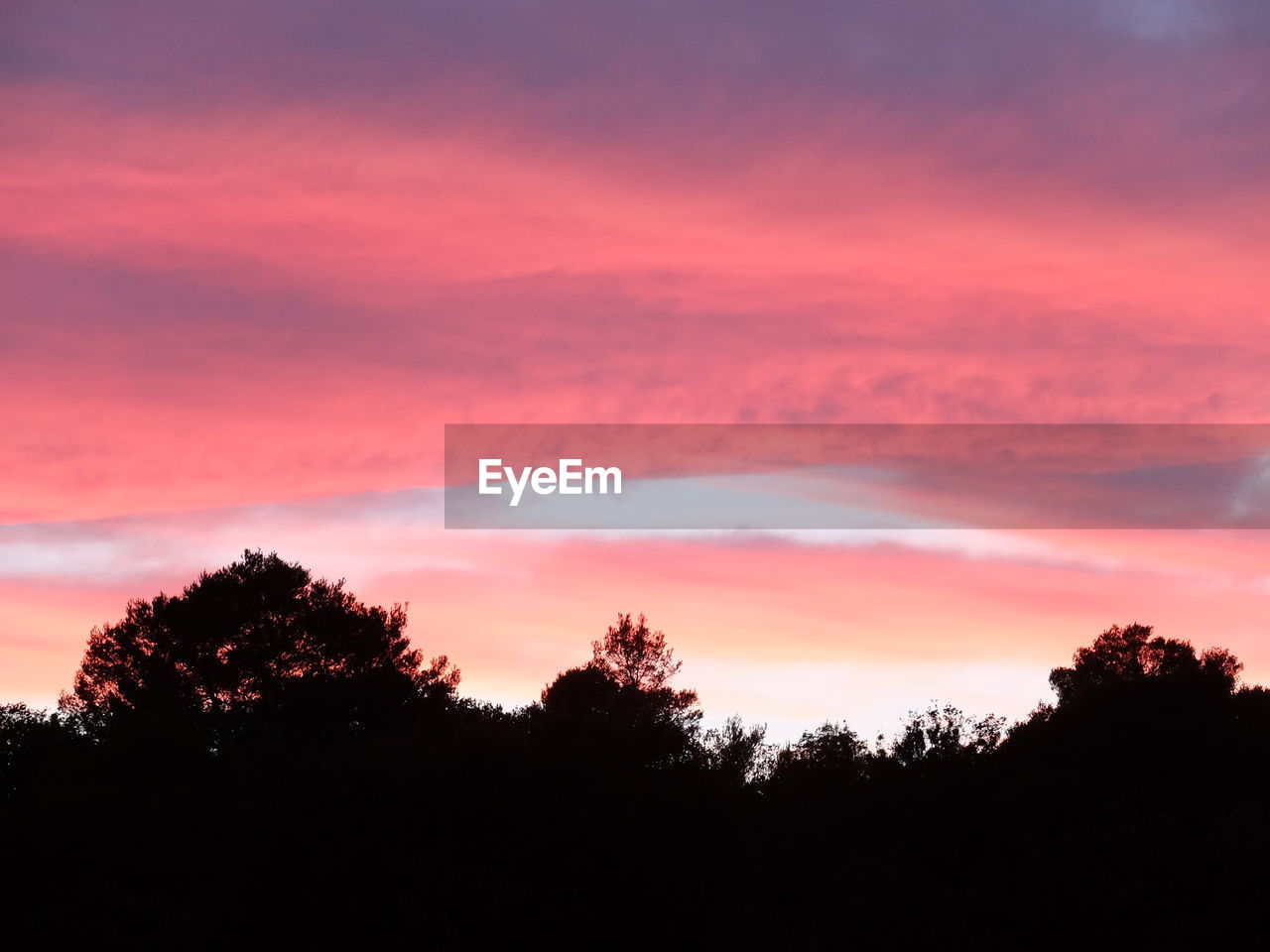 SILHOUETTE TREES AGAINST ORANGE SKY