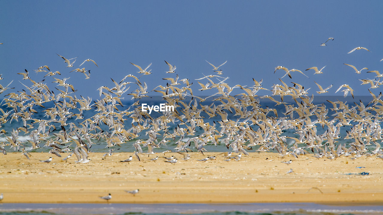 VIEW OF BIRDS ON BEACH AGAINST SKY