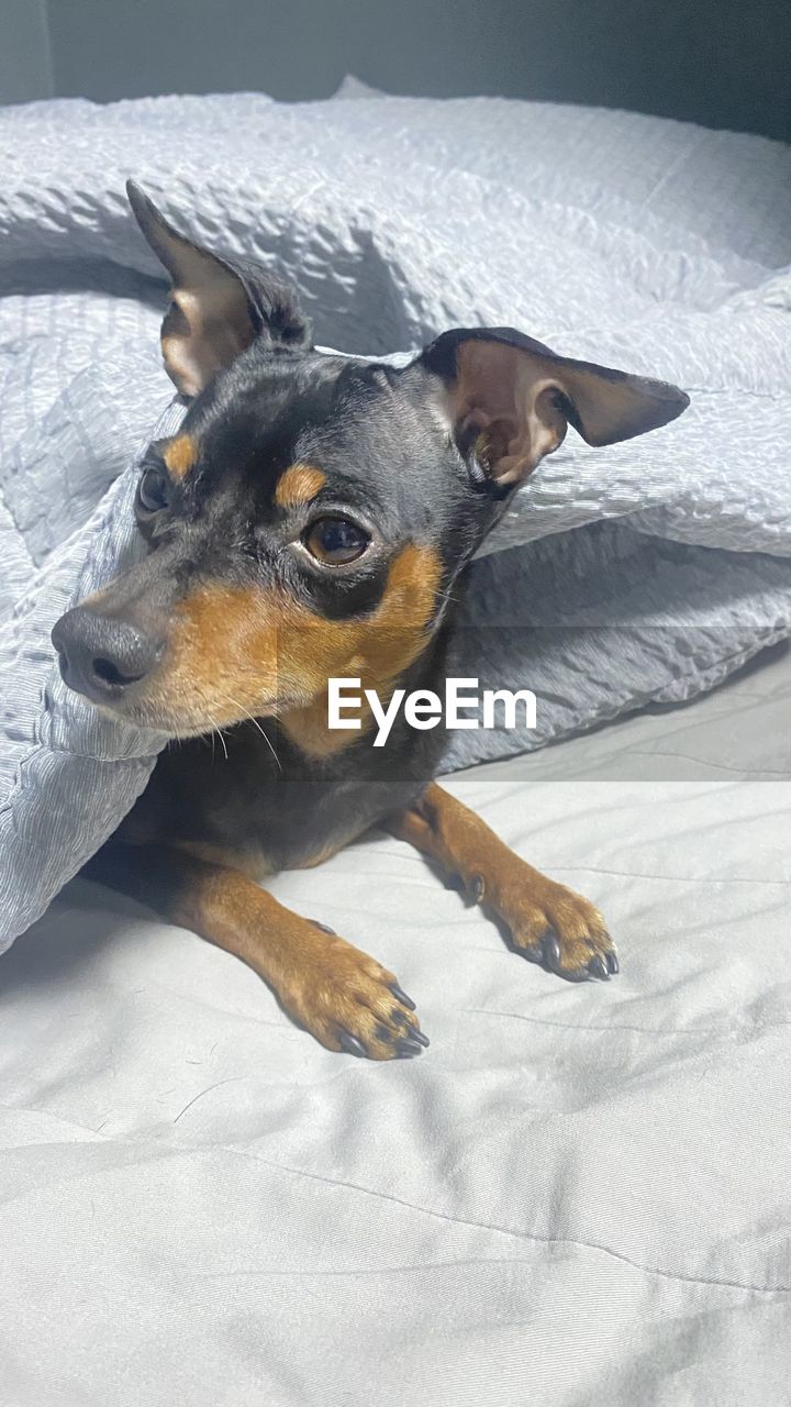 close-up of dog relaxing on bed at home