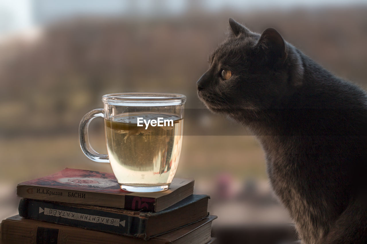 CLOSE-UP OF A CAT WITH OPEN GLASS