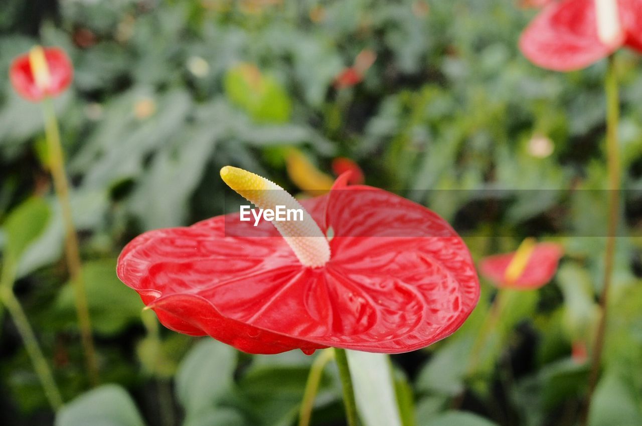 Close-up of red flower blooming outdoors