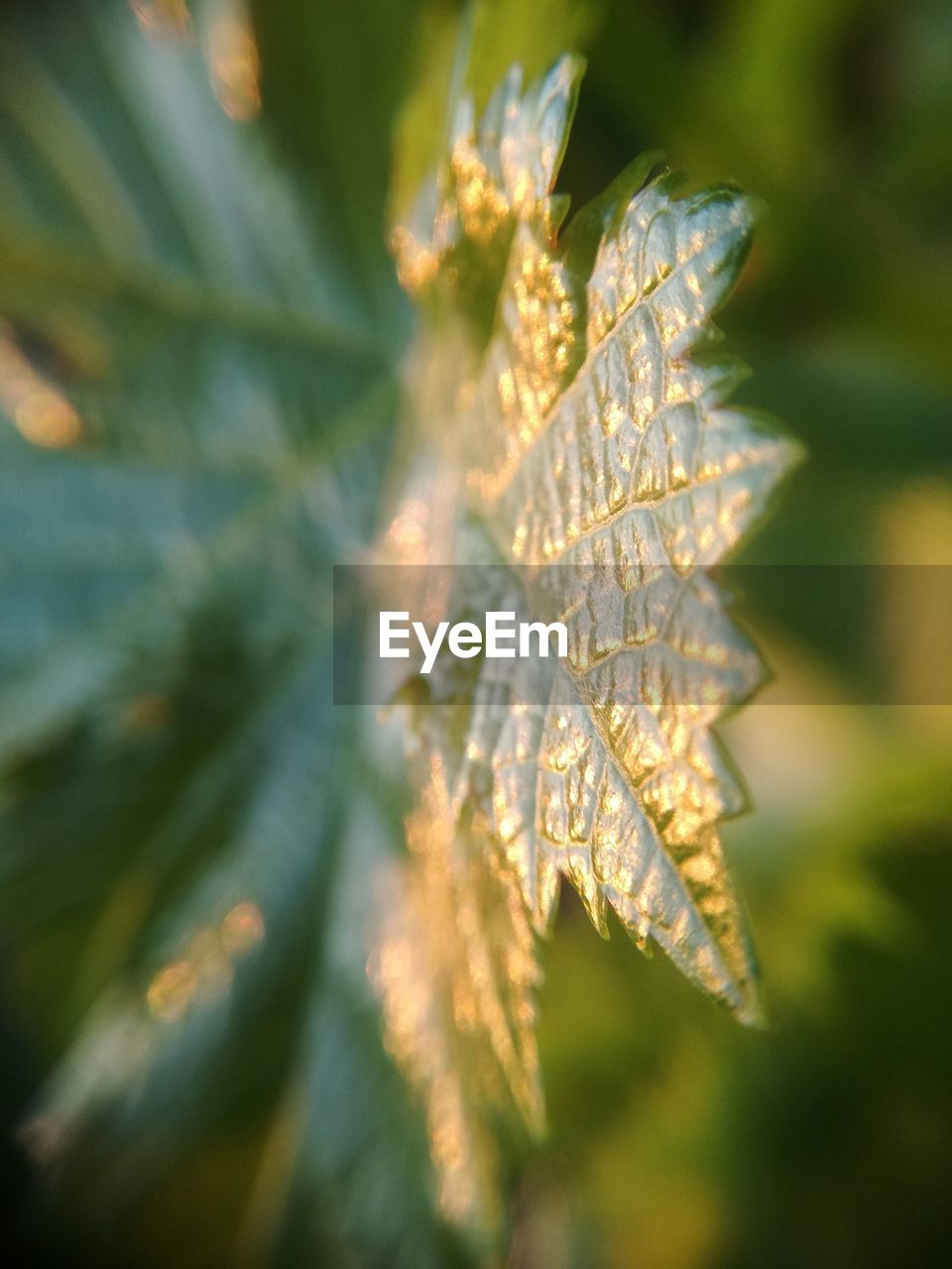 Close-up of leaves on plant during autumn