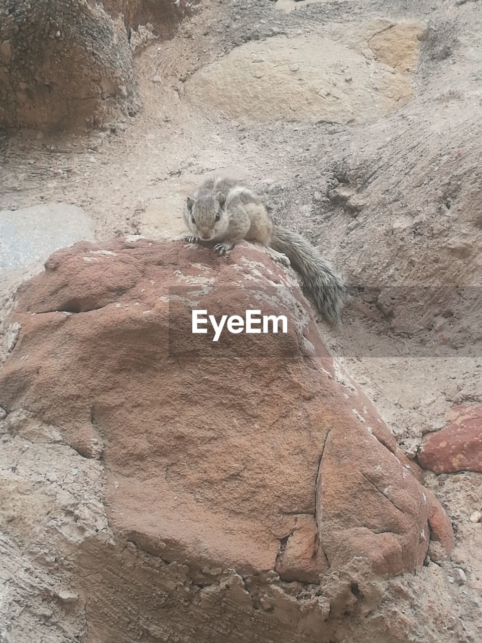 IGUANA ON ROCK