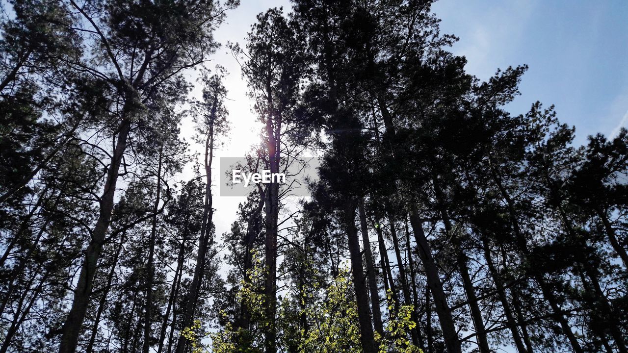 LOW ANGLE VIEW OF BAMBOO TREES IN FOREST