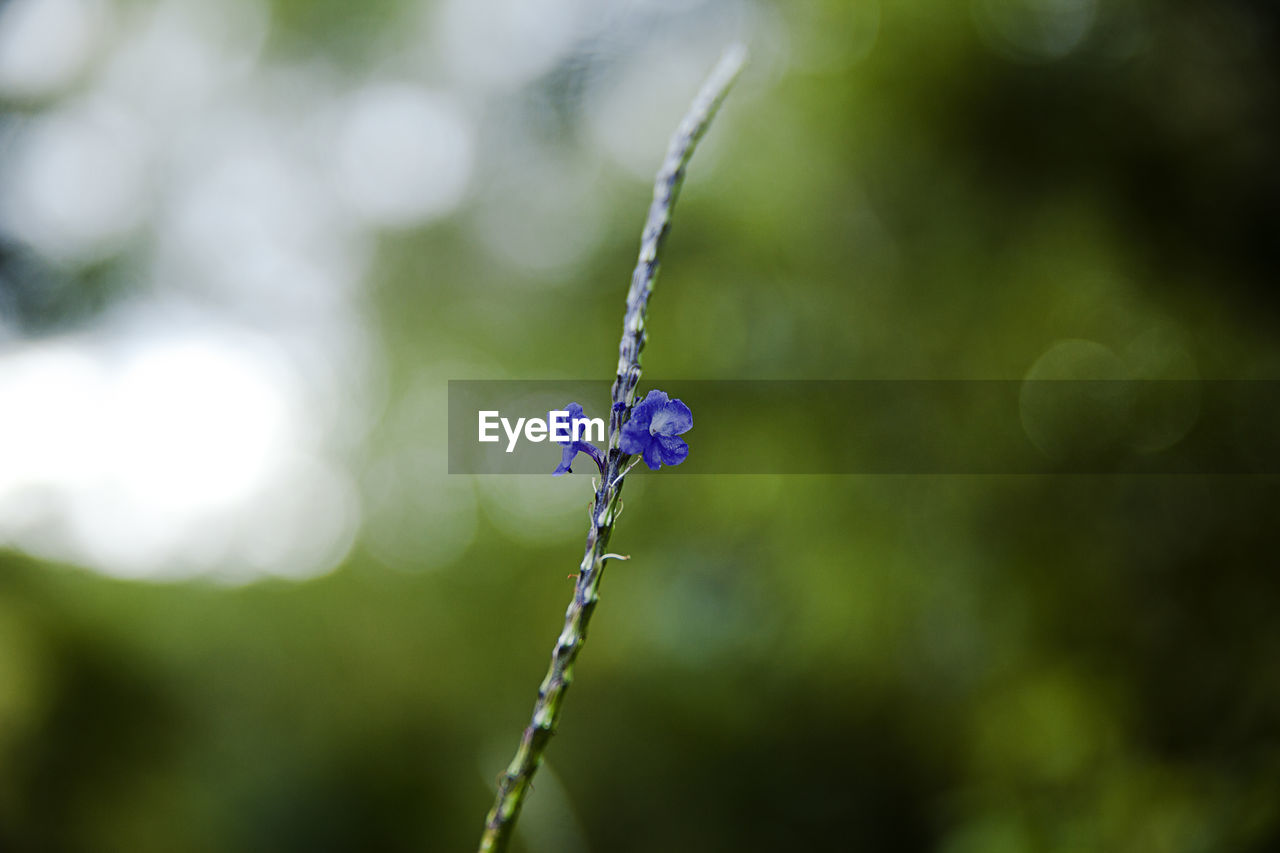 Close-up of purple flowering plant