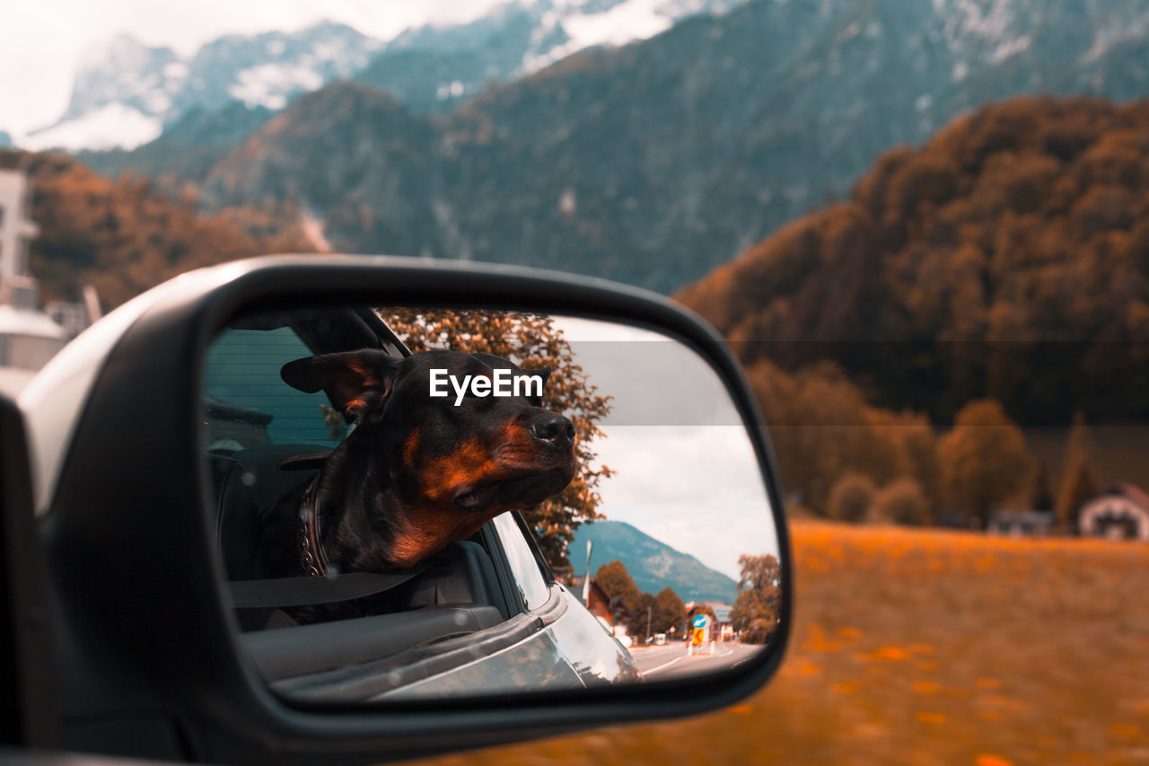 Reflection of dog on side-view mirror of car