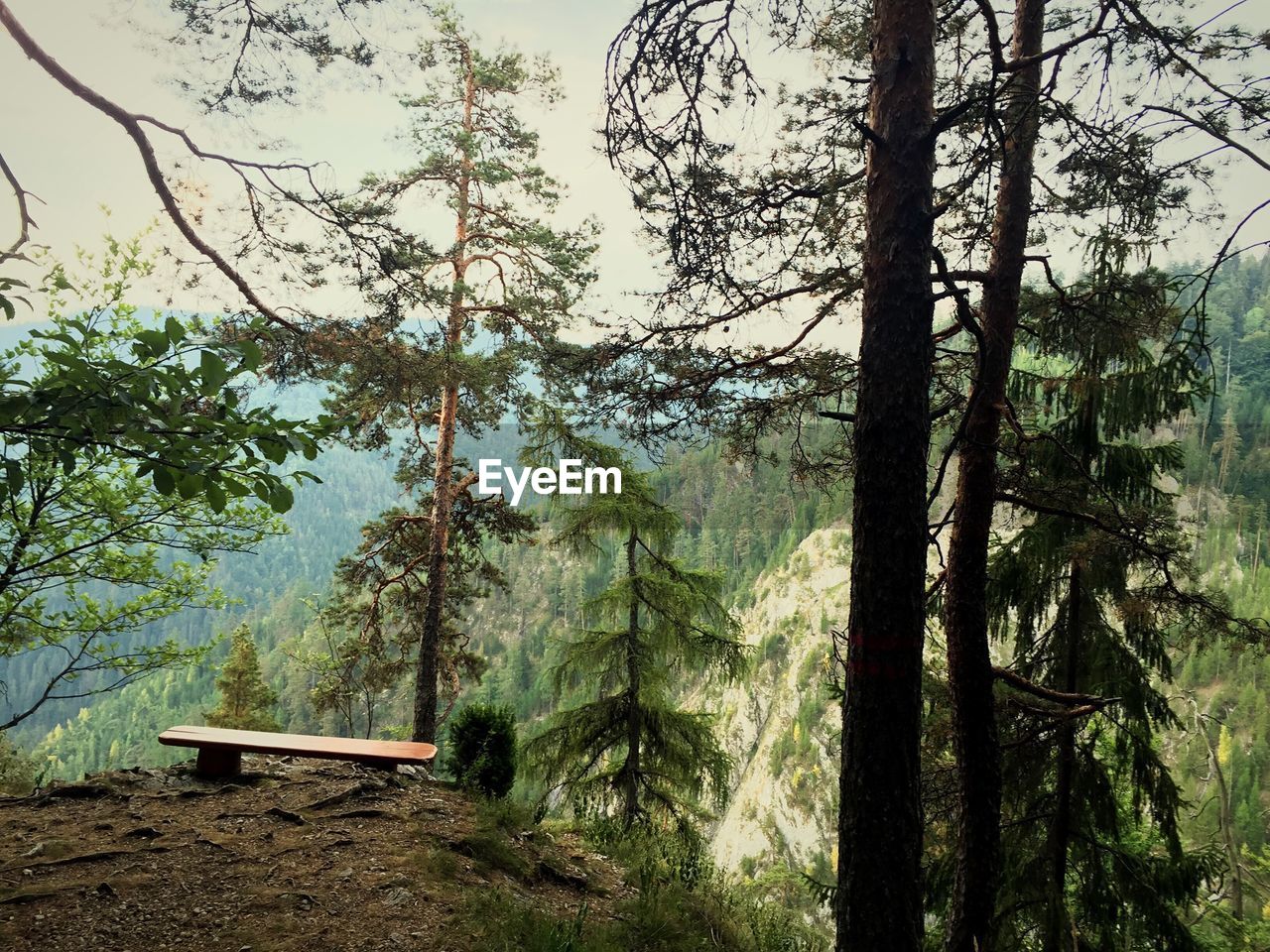 Bench on cliff by mountains in forest