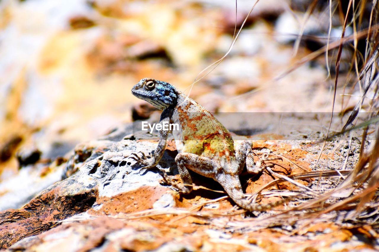 CLOSE-UP OF FROG ON ROCK IN SUNLIGHT