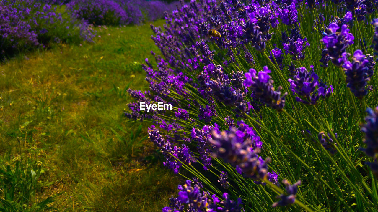 CLOSE-UP OF LAVENDER FLOWERS ON FIELD