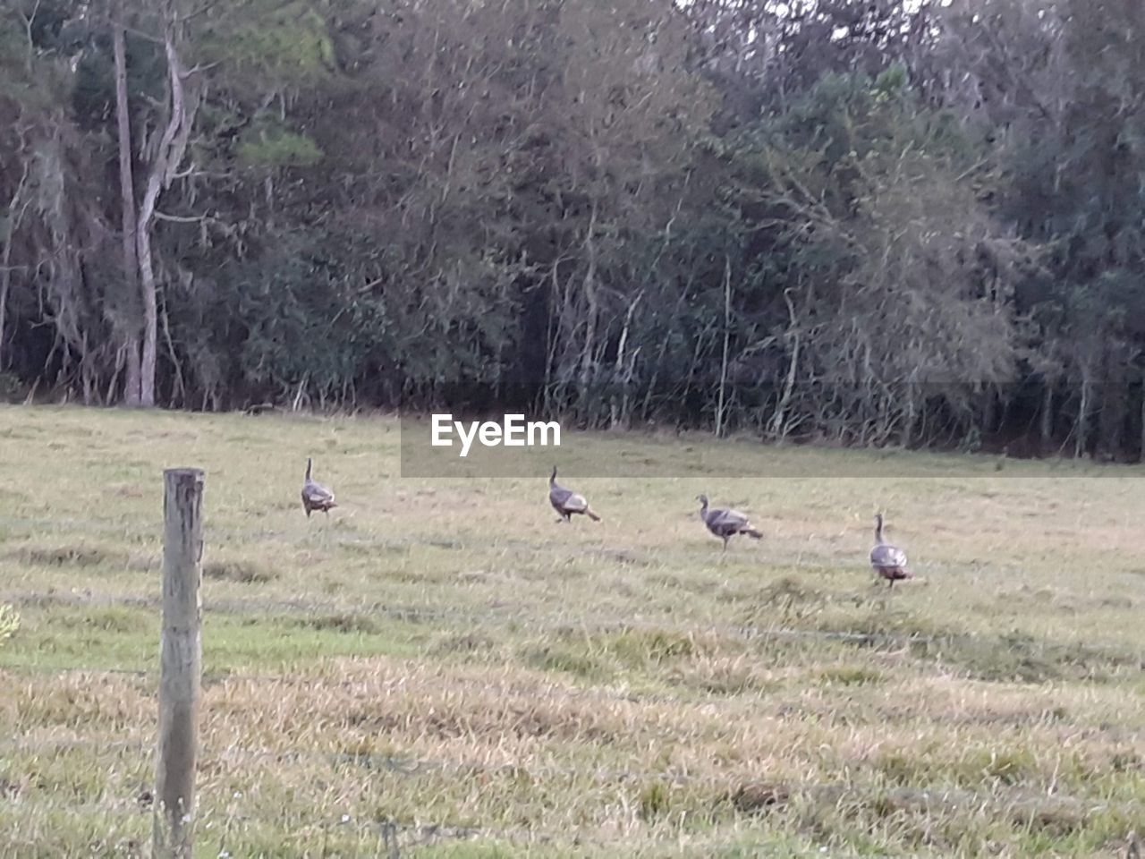 FLOCK OF BIRDS PERCHING ON GRASS