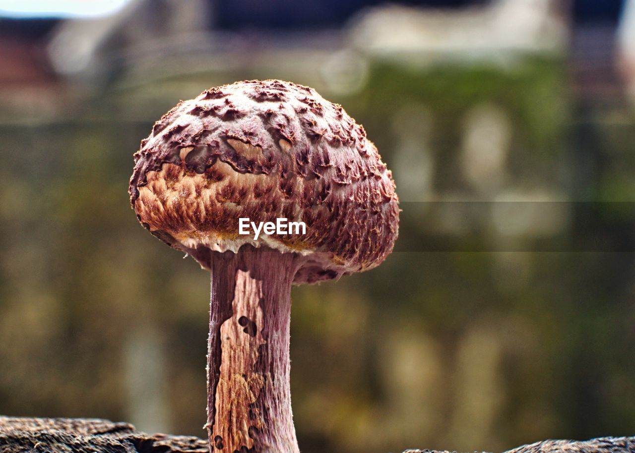 Close-up of mushrooms growing in forest