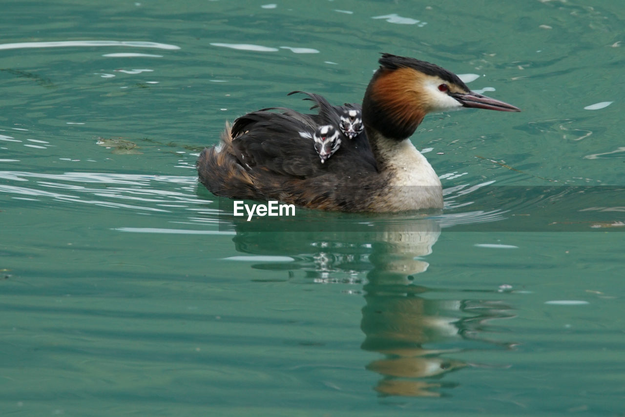 Close-up of duck swimming in lake