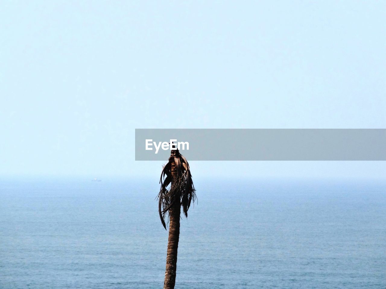 Bird on wooden post by sea against clear sky