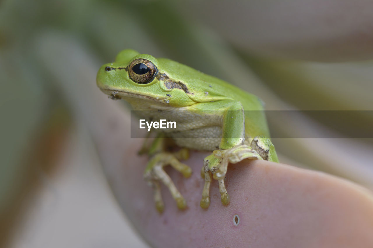 Tropical green tree frog on cactus leaf