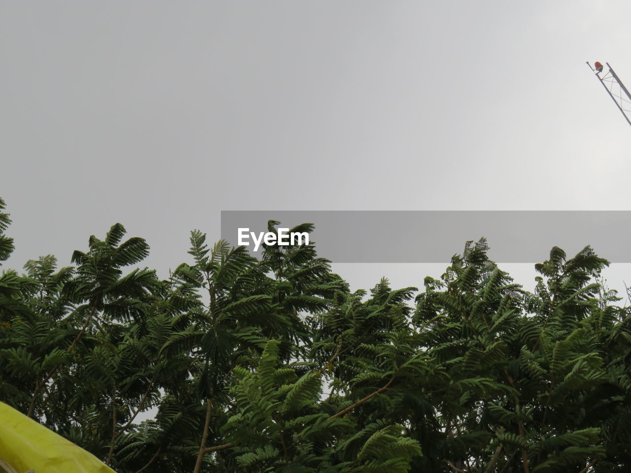 LOW ANGLE VIEW OF PALM TREES AGAINST SKY