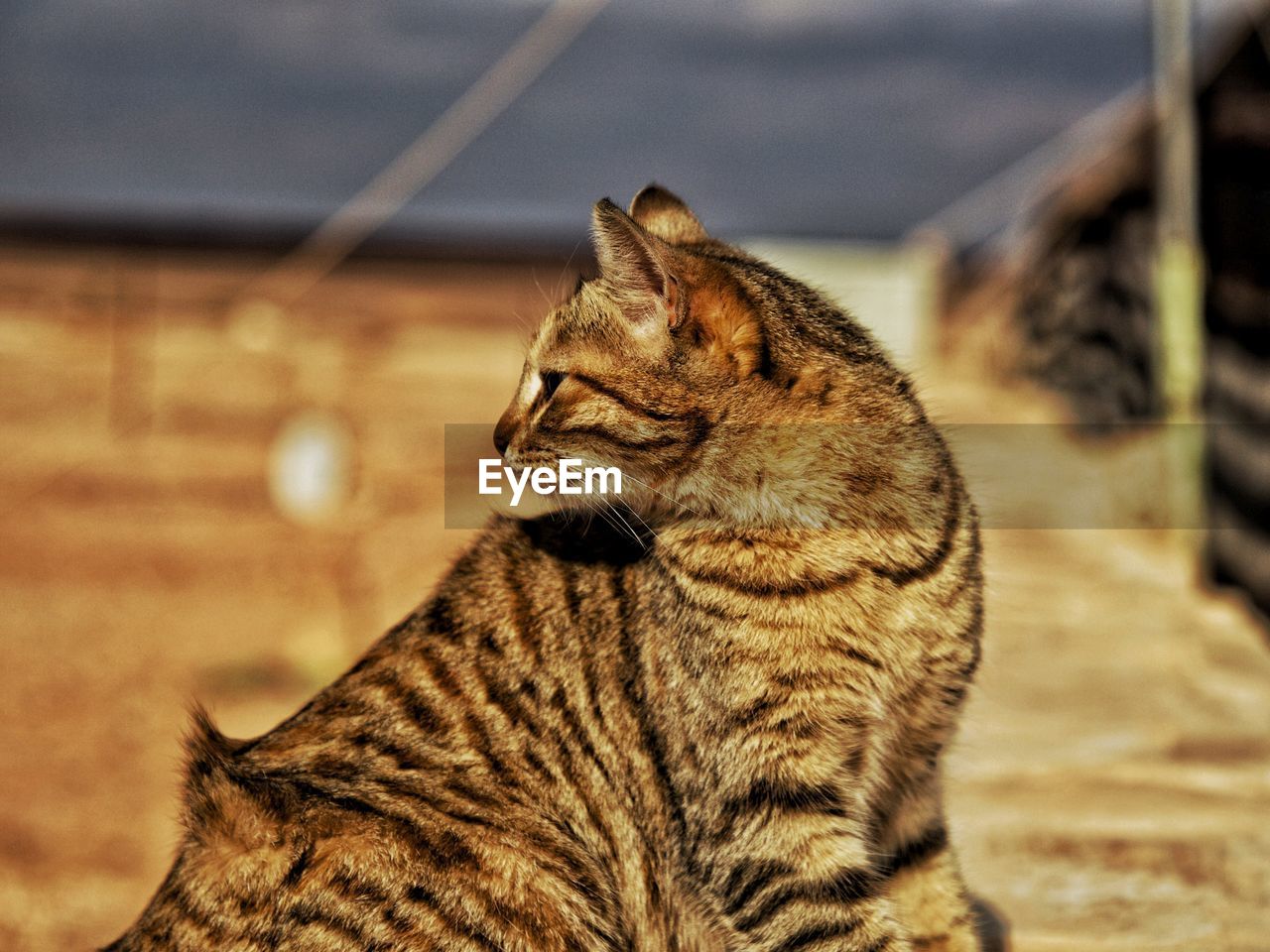 Close-up of cat looking away outdoors