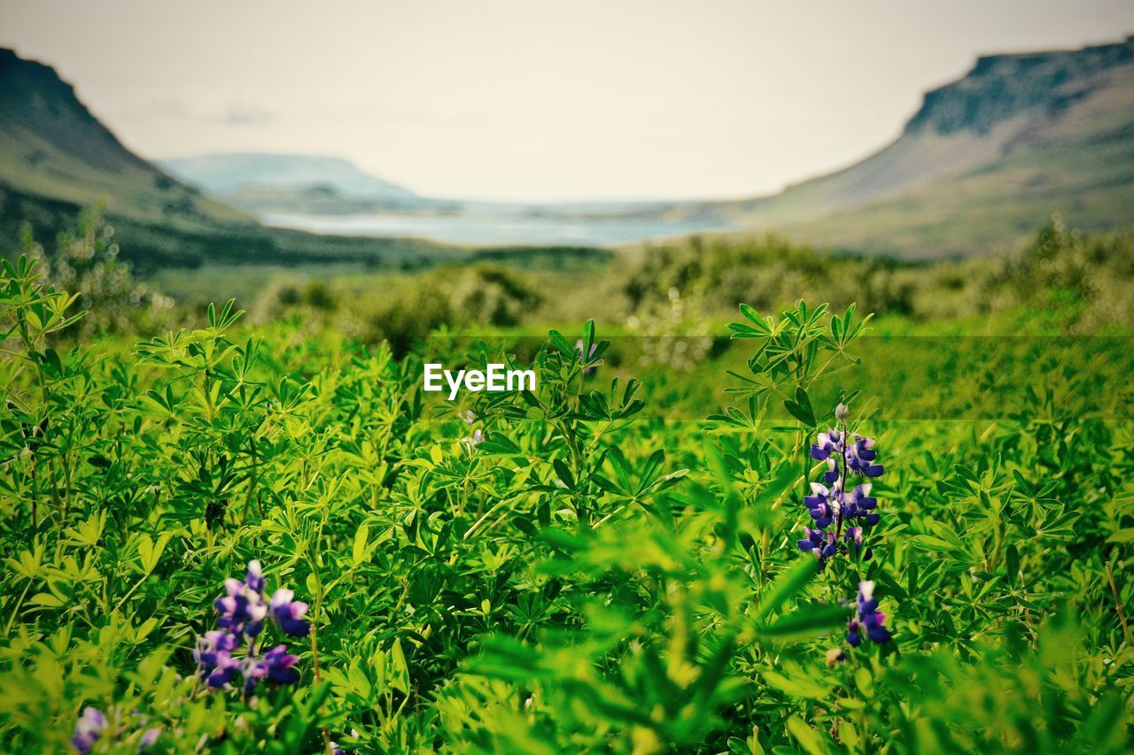 Flowers in trees with mountain in background