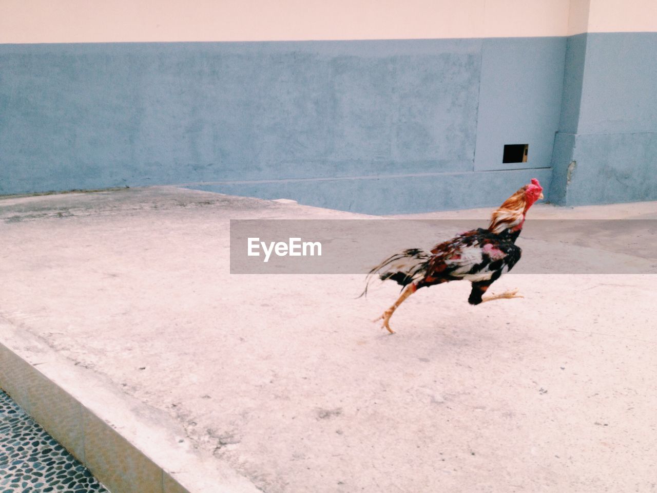 High angle view of hen running on retaining wall