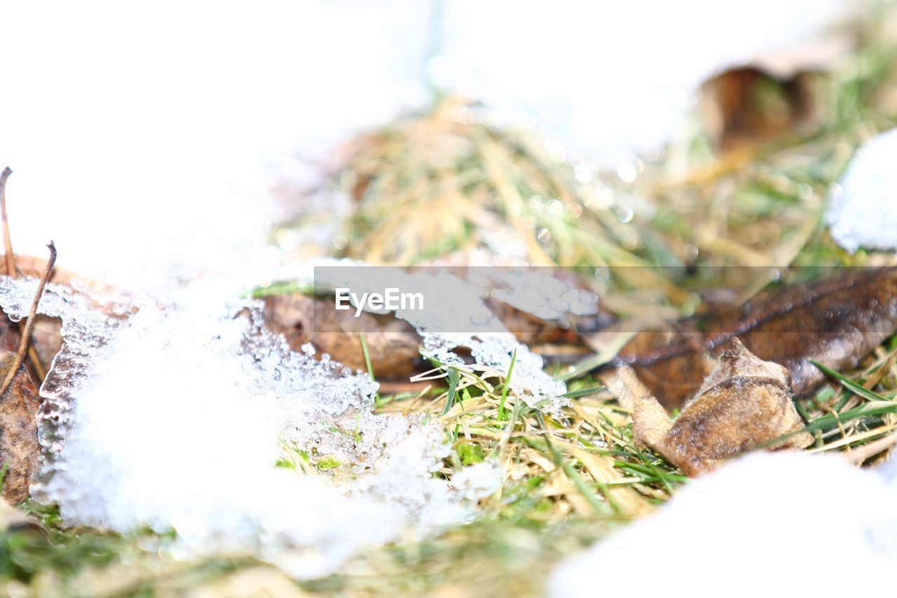 CLOSE-UP OF DEAD PLANT ON SNOW