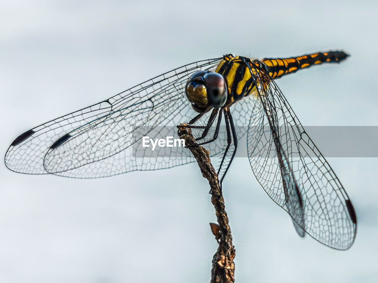 DRAGONFLY ON TWIG