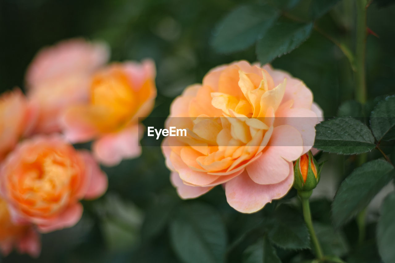 CLOSE-UP OF ORANGE FLOWER