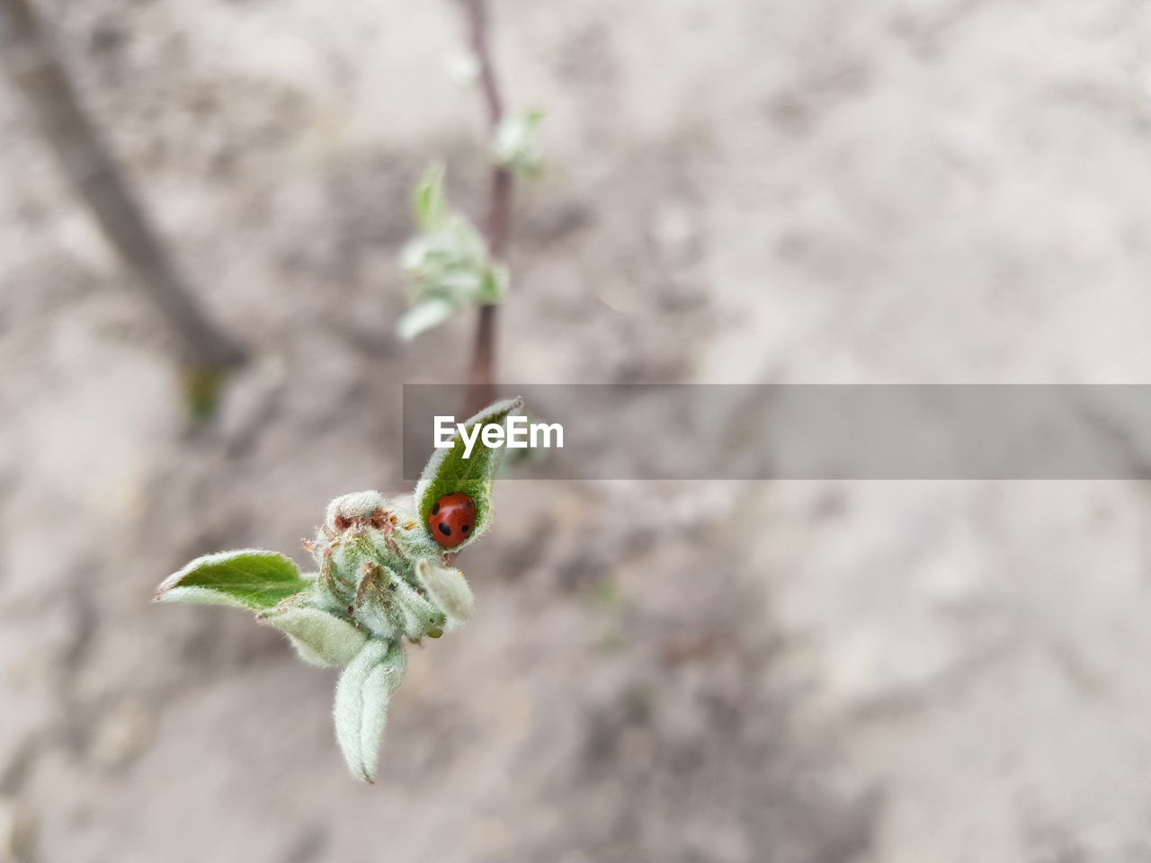 nature, plant, flower, green, plant part, leaf, close-up, no people, macro photography, day, focus on foreground, growth, outdoors, animal, beauty in nature, animal themes, animal wildlife, one animal, fragility, produce, insect, freshness, selective focus, beginnings, wildlife