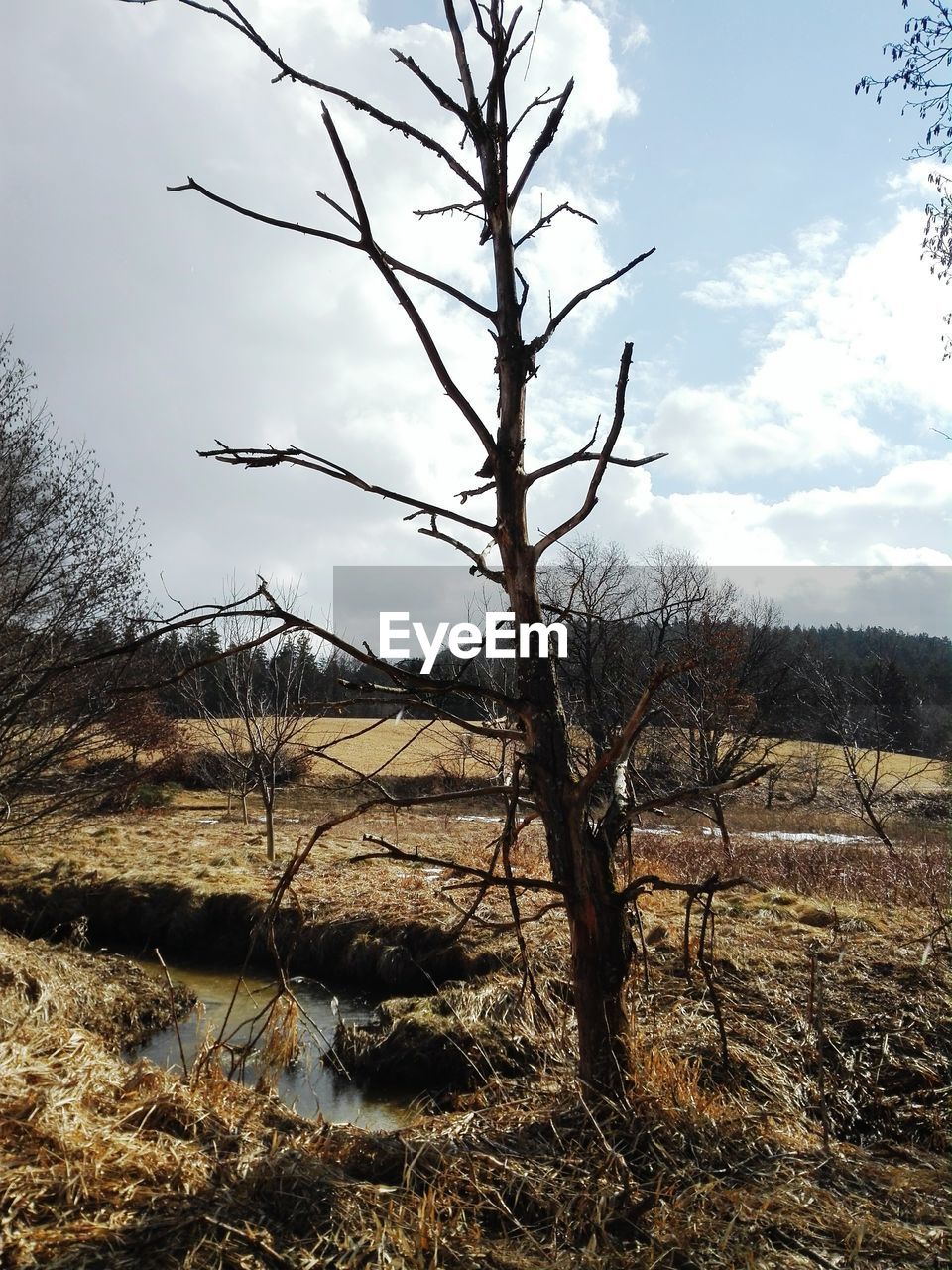 BARE TREE AGAINST LANDSCAPE