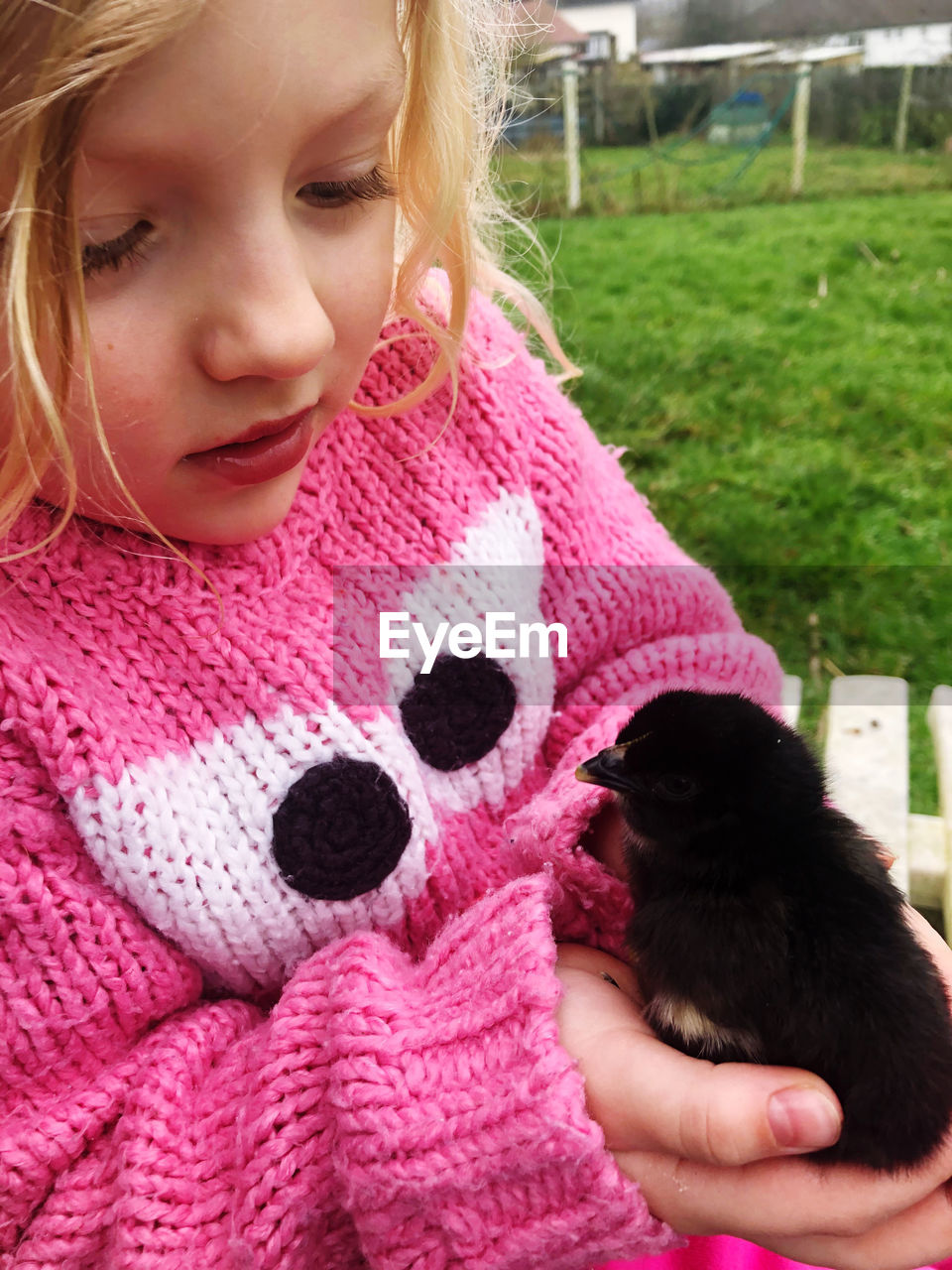 Close-up of girl holding baby chicken