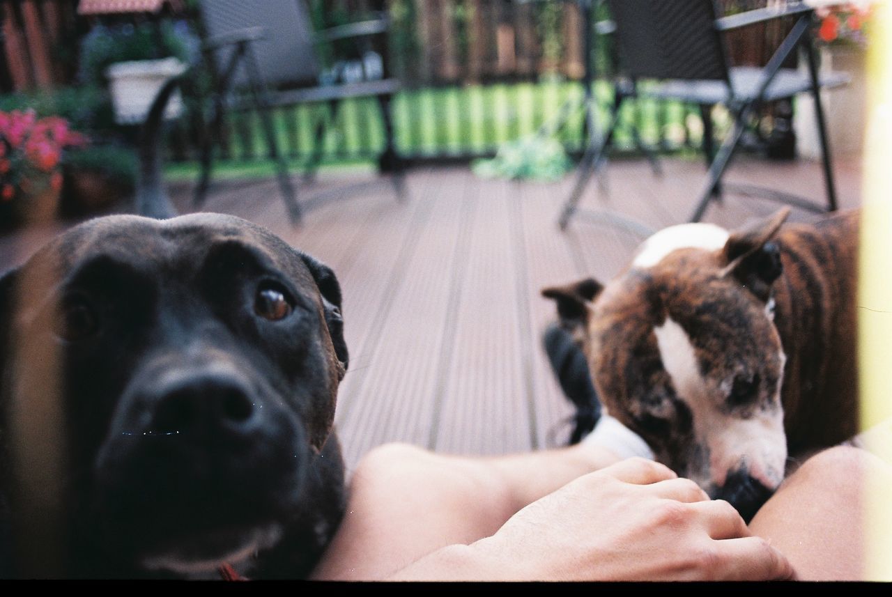 CLOSE-UP OF DOG SITTING ON FLOOR