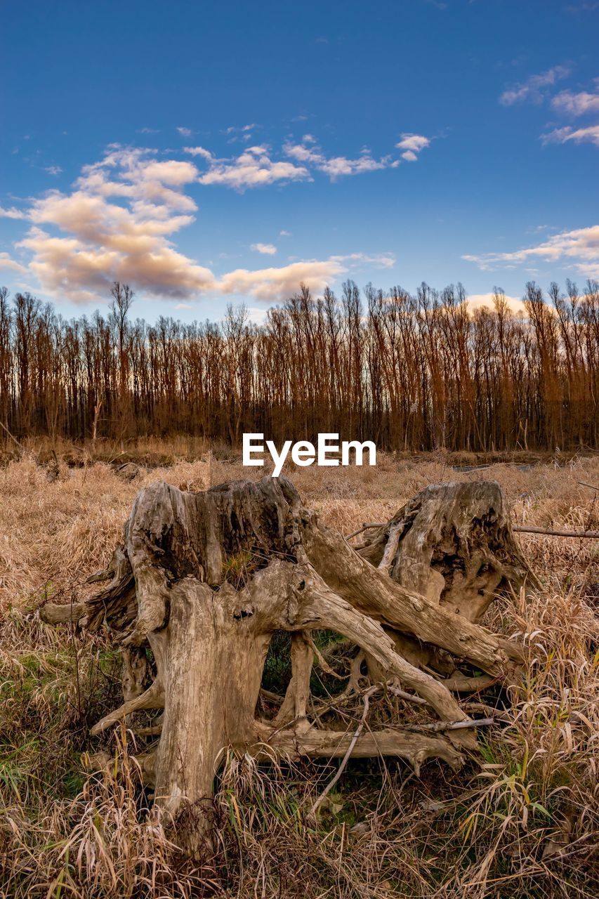 View of driftwood on field against sky