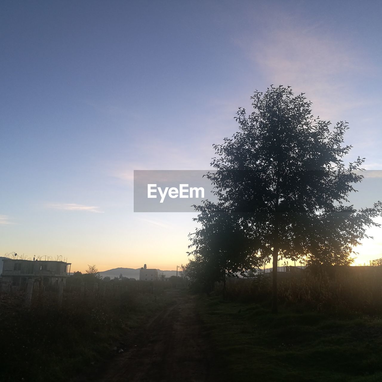 SILHOUETTE TREE ON FIELD AGAINST SKY AT SUNSET