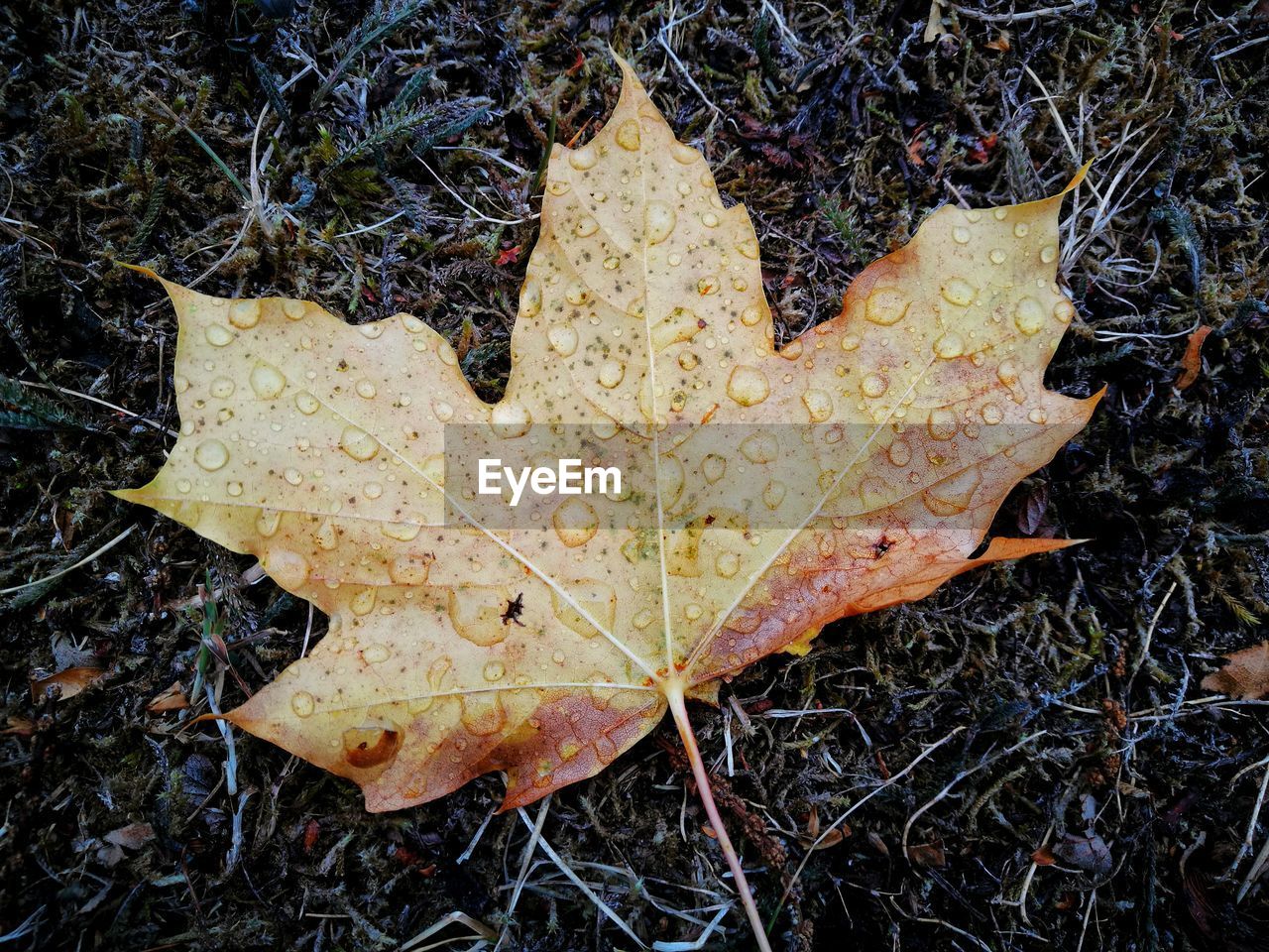 HIGH ANGLE VIEW OF MAPLE LEAF ON ROAD